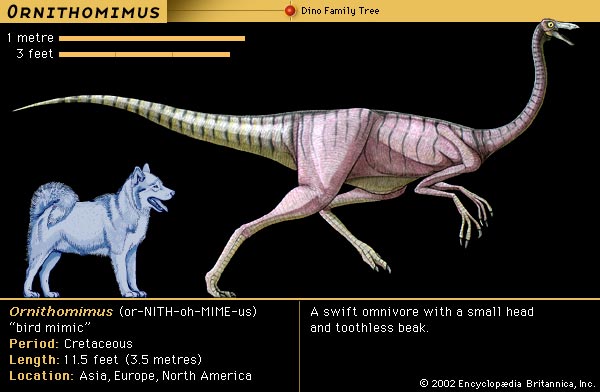 File:Ornithomimus by a dog.jpg