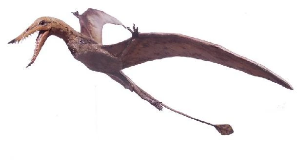 Resultado de imagen para RHAMPHORHYNCHUS