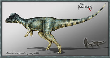 800px-Alaskacephale gangloffi copia