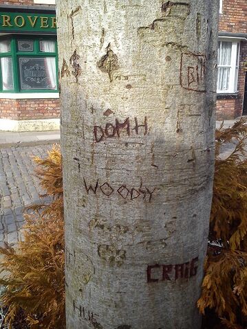 File:Tree.jpg