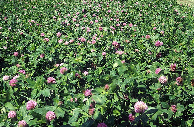 File:Red Clover.jpg