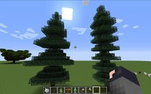 Fir