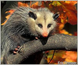 O'Possum.jpg