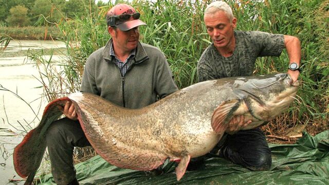 File:Jeremy Wade Wels Catfish.jpg