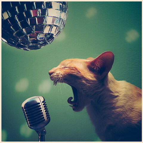 File:Rock-cat-roll.jpg