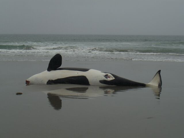 File:Orca.jpg