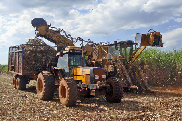 File:Sugarcane harvest Piracicaba 05 2009 5783.jpg