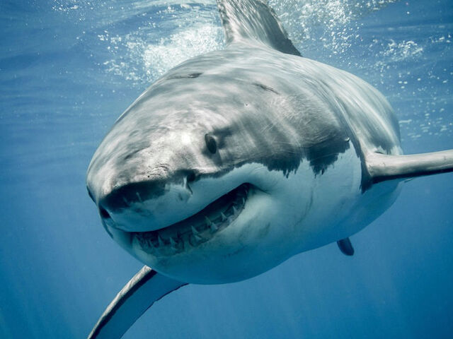 File:Great-white-shark.jpeg