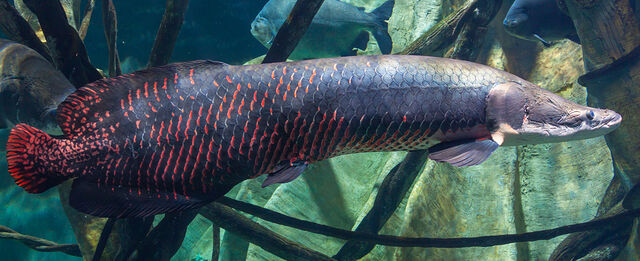 File:Arapaima.jpg