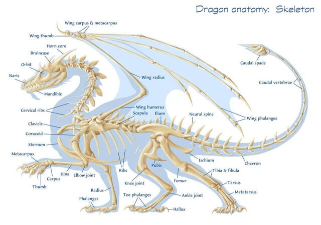 Archivo:Western-dragon.jpg