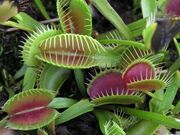 Dionaea.jpg