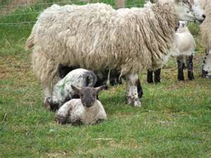 File:SHEEP.jpg