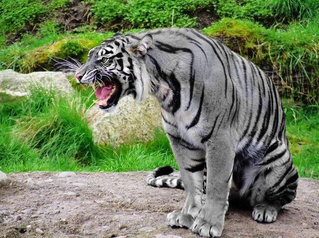 File:Solengu Tiger.jpg