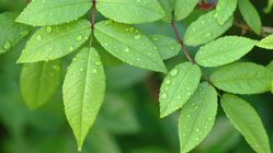 Little-green-leaves-2560x1440