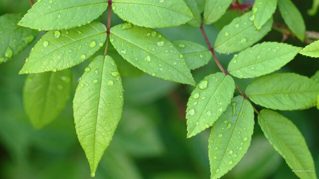 File:Little-green-leaves-2560x1440.jpg
