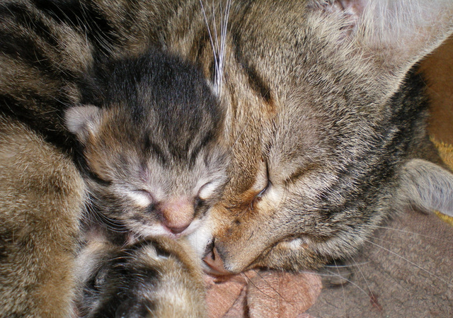 File:2012-02-04 1053.png