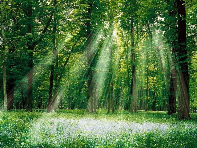 File:Magical Forest.jpg