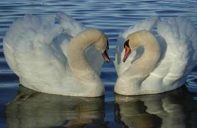 Last Swan