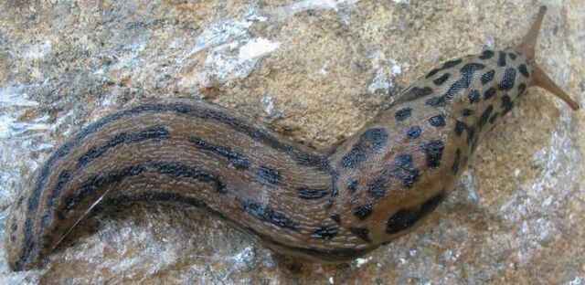 File:Great Grey Slug.jpg