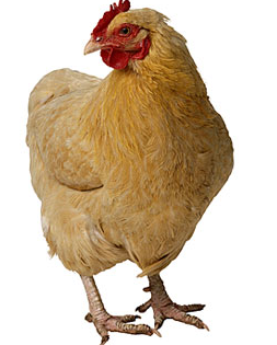 CHICKEN