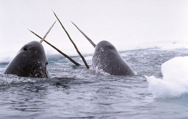 File:Narwhals breach.jpg