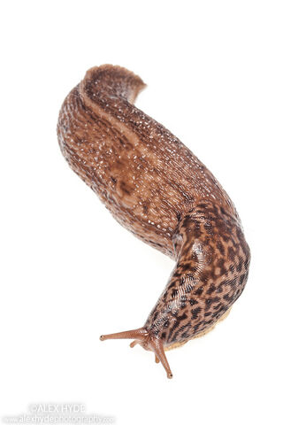 File:AH-Great-Grey-Slug-Limax-maximus-1680.jpg
