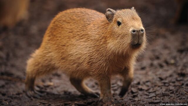 File:Capybara 2.jpg