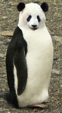 File:PANDA PENGUIN.png