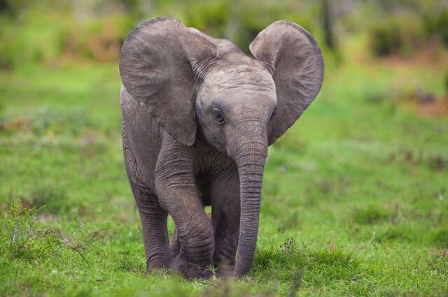 File:Animals chrome elephants baby elephant safari chrome os baby animals mario moreno 2560x1700 wallp www.wallmay.com 58.jpg