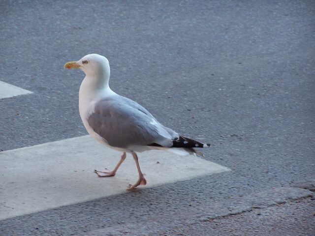 File:Adapted seagull.jpg