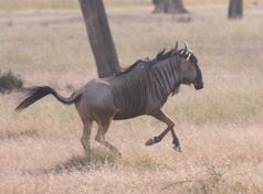 Blue Wildebeest Mikumi clipped,jpg