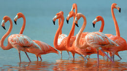 Flamingo-webcam