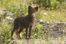 Arcticfoxusfw