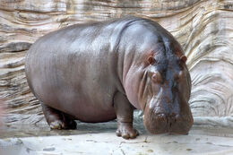 Hippopotamus - 04