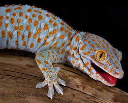 Tokay-gecko 2