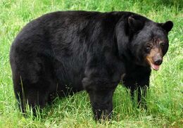 American Black-Bear Facts