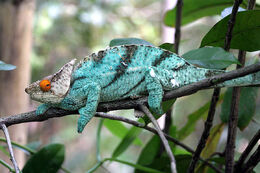 Calumma Parsonii Ste Marie Madagascar