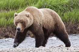 Grizzly-Bear
