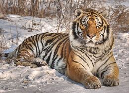 Siberian Tiger