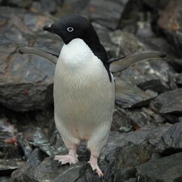 Adélie Penguin (5914013521)