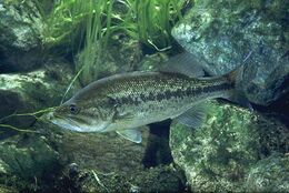 Largemouth Bass