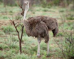 Ostrich2