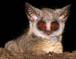 Bush-baby-brown-eye