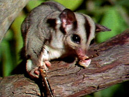 Sugar glider 480x360
