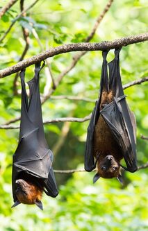 Megabat