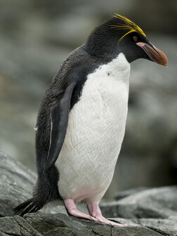 Macaroni penguin