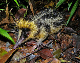 Lowland Streaked Tenrec, Mantadia, Madagascar