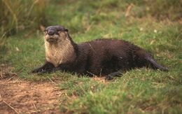 African-clawless-otter