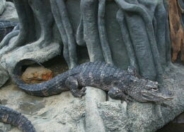 ChineseAlligator15