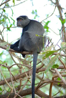 BlueMonkey